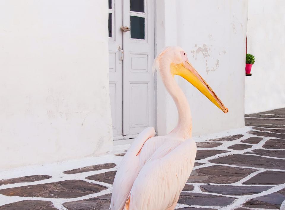 Peter the Pelican in Mykonos